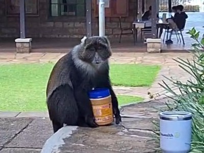 I Fought a Monkey and Won.